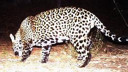 New jaguar roams Southern Arizona, photo indicates